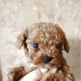 タイニープードル