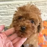 トイプードル(トイ)