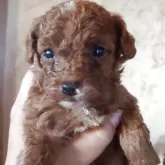 トイプードル(トイ)【愛媛県・女の子・2025年10月15日・レッド】の写真2