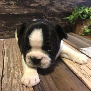 フレンチブルドッグ【愛媛県・男の子・2019年10月21日・バイド】の写真「綺麗な柄ゆきのバイドの男の子٩( ᐛ )و」