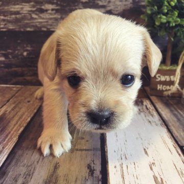 ミックス《フレンチブル×プードル》【愛媛県・女の子・2020年2月10日・フォーン】の写真「愛嬌たっぷり！どの犬にもない魅力があります」