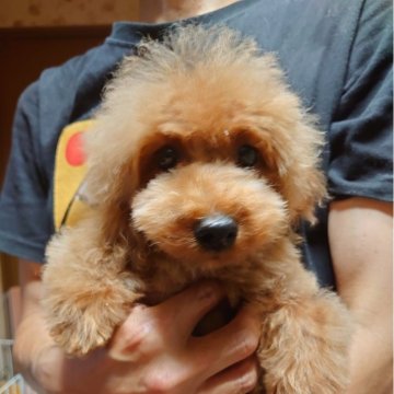 トイプードル(タイニー)【愛媛県・男の子・2024年4月22日・レッド】の写真「可愛い男の子」