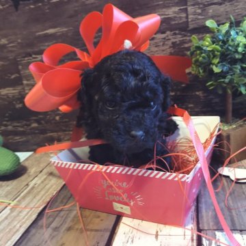 トイプードル(トイ)【愛媛県・女の子・2020年1月4日・ブラック】の写真「大人しく寝るのが好きな女の子です。」