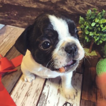 フレンチブルドッグ【愛媛県・女の子・2020年1月4日・パイド】の写真「ちっちゃめで可愛いパイドの女の子です」