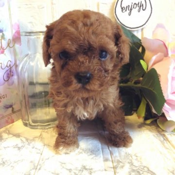 トイプードル(タイニー)【愛媛県・女の子・2020年4月26日・レッド】の写真「タイニー予想の顔が短い女の子です」