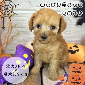 トイプードル(トイ)【愛媛県・女の子・2024年8月2日・アプリコット】の写真「のんびりチャーミングな女の子」