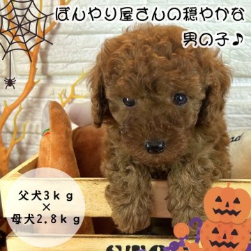 トイプードル(トイ)【愛媛県・男の子・2024年8月4日・レッド】の写真「ぼんやり穏やかな男の子」