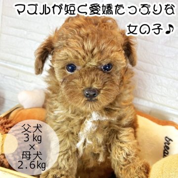 トイプードル(タイニー)【愛媛県・女の子・2024年7月29日・レッド】の写真「愛嬌たっぷり！マズルが短い女の子」