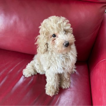 トイプードル(トイ)【愛媛県・男の子・2024年5月1日・アプリコット】の写真「おっとりした男の子」