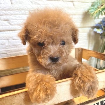 トイプードル(ティーカップ)【愛媛県・女の子・2023年6月3日・レッド】の写真「可愛い女の子」