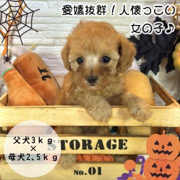 トイプードル(トイ)【愛媛県・女の子・2024年8月8日・レッド】の写真「人懐っこい愛嬌バツグンな女の子」