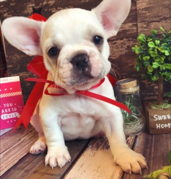 フレンチブルドッグ【愛媛県・女の子・2020年1月4日・クリーム】の写真「人気の高いクリームの女の子です。」