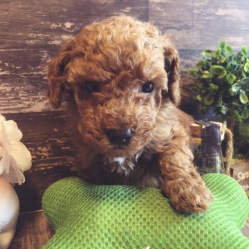 トイプードル(トイ)【愛媛県・男の子・2020年3月24日・レッド】の写真「綺麗な目のレッドの男の子です。」