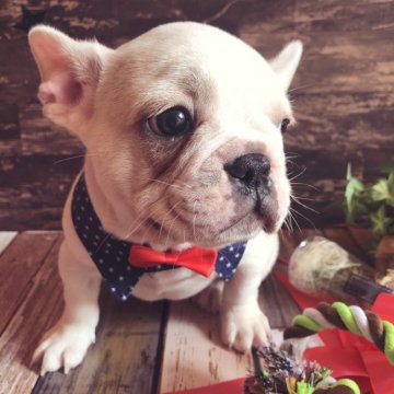 フレンチブルドッグ【愛媛県・男の子・2020年1月4日・クリーム】の写真「見てて飽きない★クリームの男の子です。」