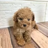 ティーカッププードル【愛媛県・男の子・2023年12月15日・レッド】の写真2