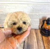 タイニープードル【愛媛県・女の子・2023年9月1日・ホワイト】の写真3