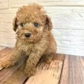 ティーカッププードル【愛媛県・男の子・2023年12月15日・レッド】の写真3