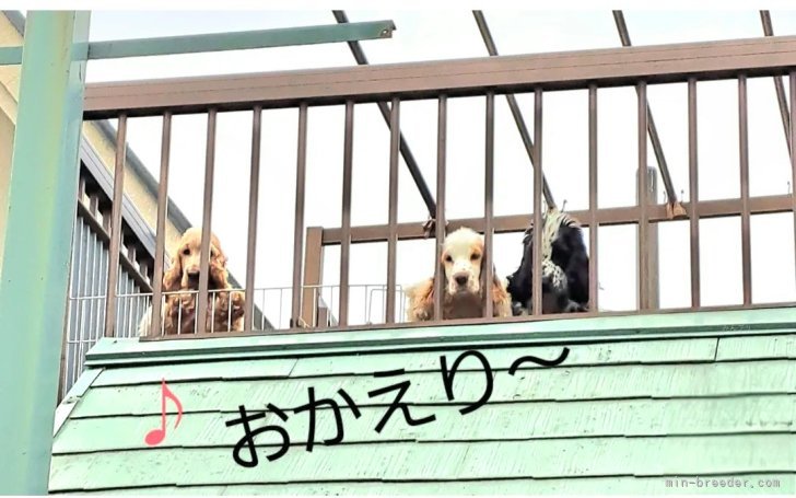 伊藤典子ブリーダーのブログ：ただいまー☺️❤️