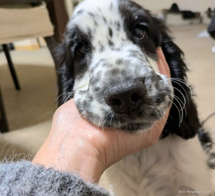 伊藤典子ブリーダーのブログ：もうすっかり家族の一員になってる😆💕👍
