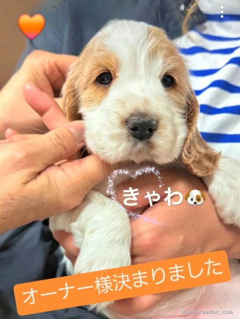 伊藤典子ブリーダーのブログ：お名前は🧡ちくわ🧡ちゃん