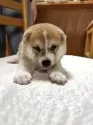 柴犬(標準サイズ)【三重県・男の子・2025年4月13日・赤毛イレギュラーカラー】の写真10