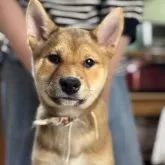 柴犬(標準サイズ)【三重県・女の子・2025年1月28日・赤毛】の写真10