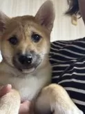 柴犬(標準サイズ)【三重県・女の子・2025年4月13日・赤毛】の写真11「上目遣いがたまりません」