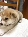 柴犬(標準サイズ)【三重県・男の子・2025年4月13日・赤毛イレギュラーカラー】の写真11