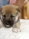 柴犬(標準サイズ)【三重県・女の子・2025年4月13日・赤毛】の写真14