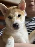 柴犬(標準サイズ)【三重県・男の子・2025年4月13日・赤毛】の写真15
