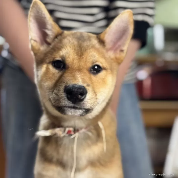 こめぞう 様のお迎えした子犬