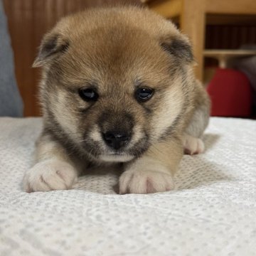 柴犬(標準サイズ)【三重県・女の子・2025年4月13日・赤毛】の写真「少し赤毛がミルクティーカラー(普通の赤毛より薄め)」