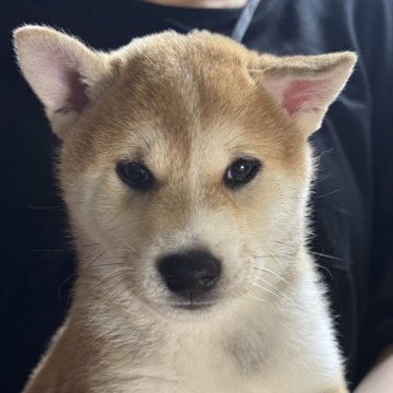 柴犬(標準サイズ)【三重県・男の子・2025年4月13日・赤毛イレギュラーカラー】の写真「顔の真ん中に白い毛！珍しい個性派イレギュラー柴」