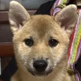 柴犬(標準サイズ)