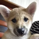 柴犬(標準サイズ)【三重県・女の子・2025年4月13日・赤毛】の写真1「目がくりくりで可愛い！お母さん犬大好きっ子！」