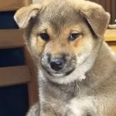 柴犬(標準サイズ)
