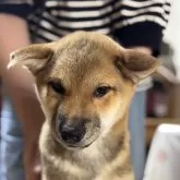 柴犬(標準サイズ)