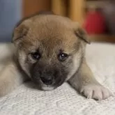 柴犬(標準サイズ)