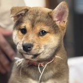 柴犬