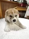 柴犬(標準サイズ)【三重県・男の子・2025年4月13日・赤毛イレギュラーカラー】の写真3「とても珍しいイレギュラーカラーの柴犬、注目度ナンバー1」