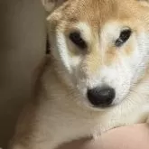 柴犬(標準サイズ)【三重県・男の子・2025年4月13日・赤毛】の写真3「8/10で6kgです」
