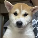柴犬(標準サイズ)【三重県・男の子・2025年4月13日・赤毛イレギュラーカラー】の写真4「将来的な毛色が楽しみです」