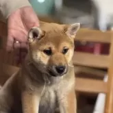 柴犬(標準サイズ)【三重県・女の子・2025年1月28日・赤毛】の写真5