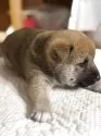 柴犬(標準サイズ)【三重県・女の子・2025年4月13日・赤毛】の写真5