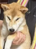 柴犬(標準サイズ)【三重県・男の子・2025年4月13日・赤毛】の写真5「性格の良さは間違いないです」
