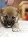 柴犬(標準サイズ)【三重県・女の子・2025年4月13日・赤毛】の写真6