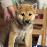 柴犬(標準サイズ)【三重県・女の子・2025年1月28日・赤毛】の写真7