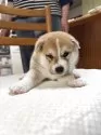 柴犬(標準サイズ)【三重県・男の子・2025年4月13日・赤毛イレギュラーカラー】の写真7