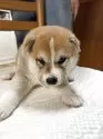 柴犬(標準サイズ)【三重県・男の子・2025年4月13日・赤毛イレギュラーカラー】の写真8