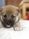 柴犬(標準サイズ)【三重県・女の子・2025年4月13日・赤毛】の写真8